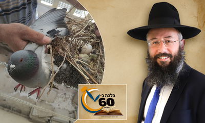 מה צריך לכוון בעת פתיחת החלון לשילוח הקן? • צפו