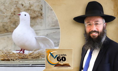 האם חובה לקחת את הביצים בשילוח הקן? • צפו