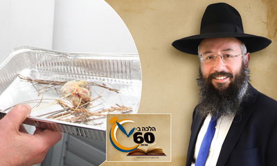 האם חובה להפקיר את המקום במצוות שילוח הקן? • צפו