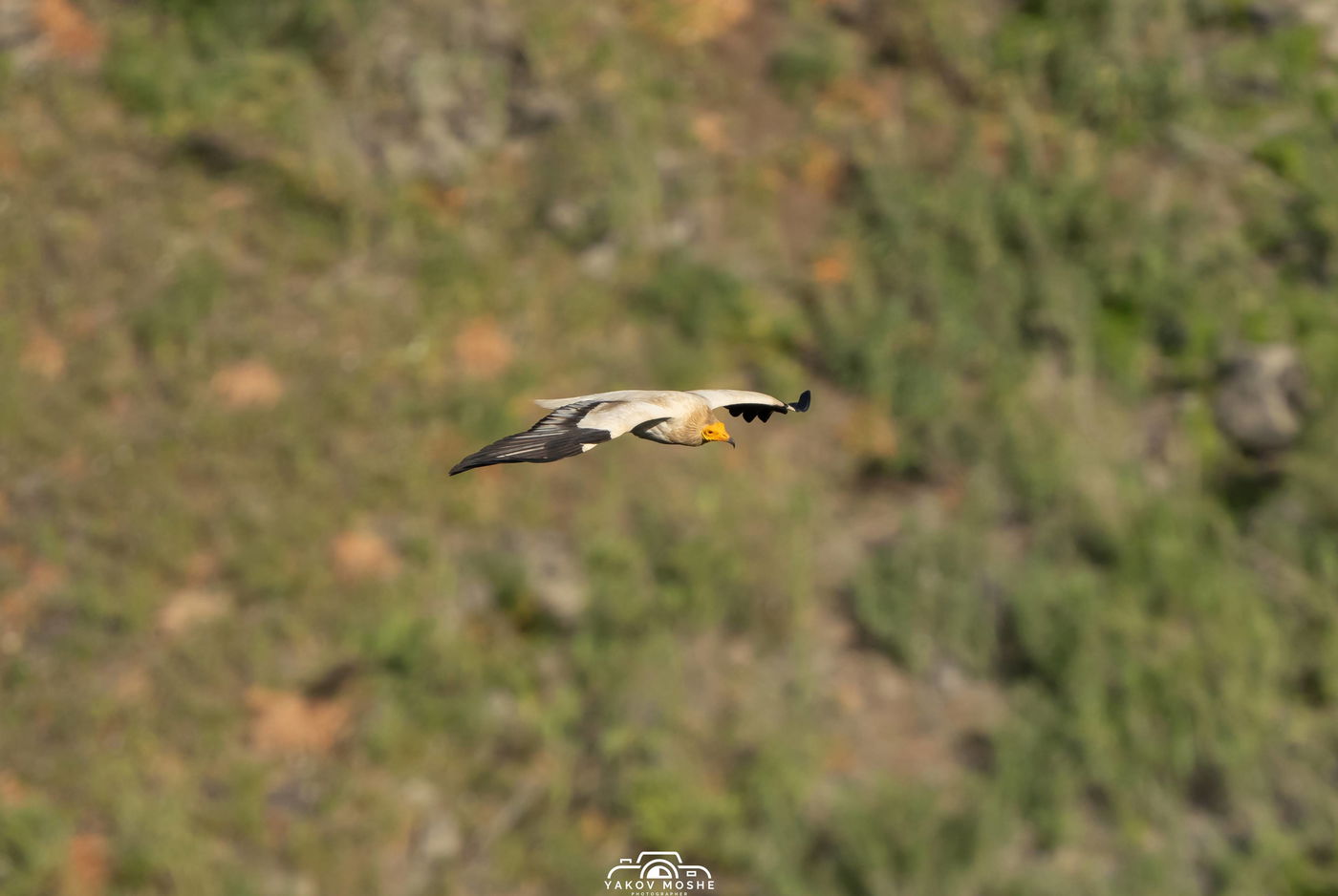 עַל כַּנְפֵי נְשָׁרִים: תיעוד מרהיב של נשרים בצפון הארץ