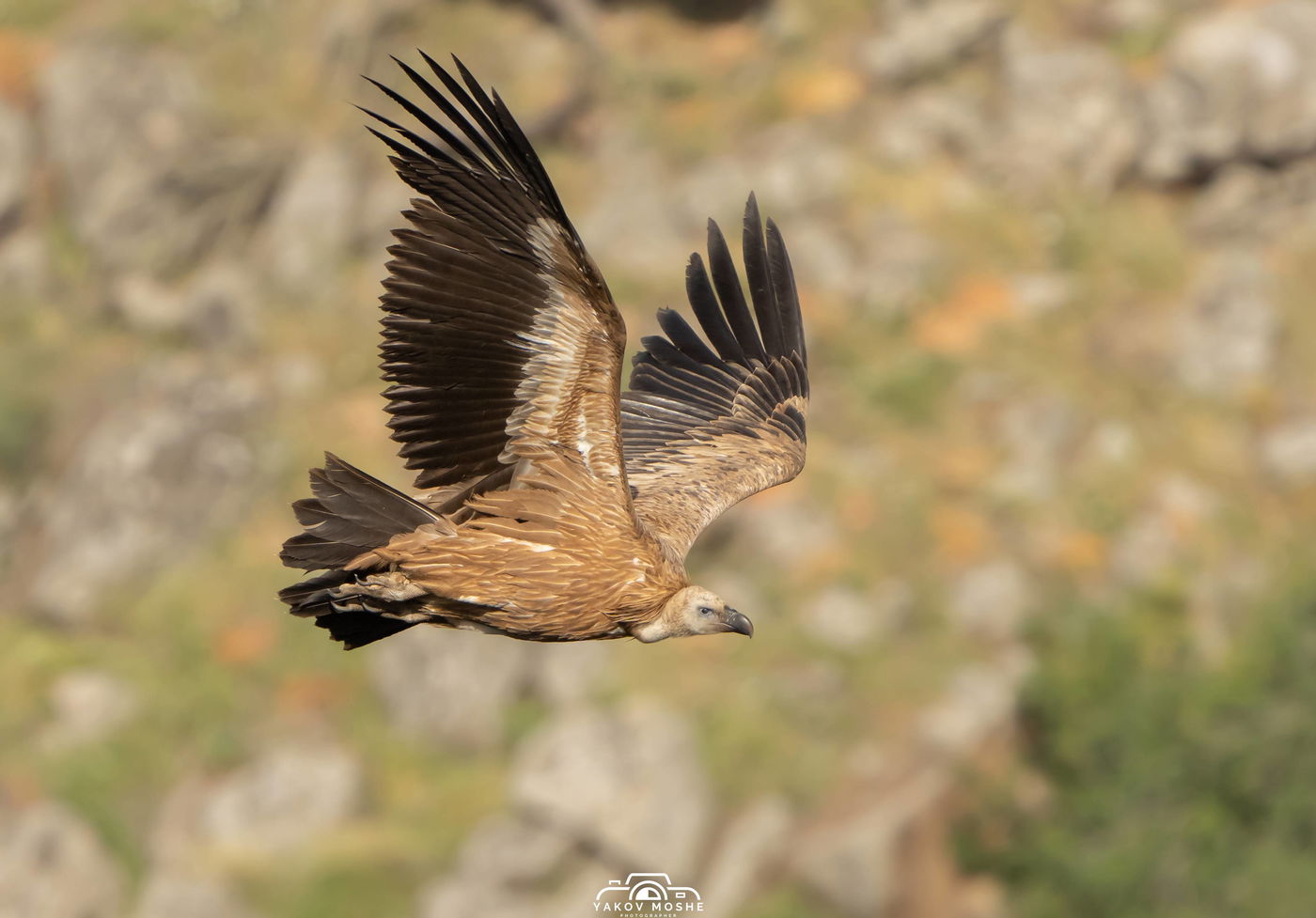 עַל כַּנְפֵי נְשָׁרִים: תיעוד מרהיב של נשרים בצפון הארץ