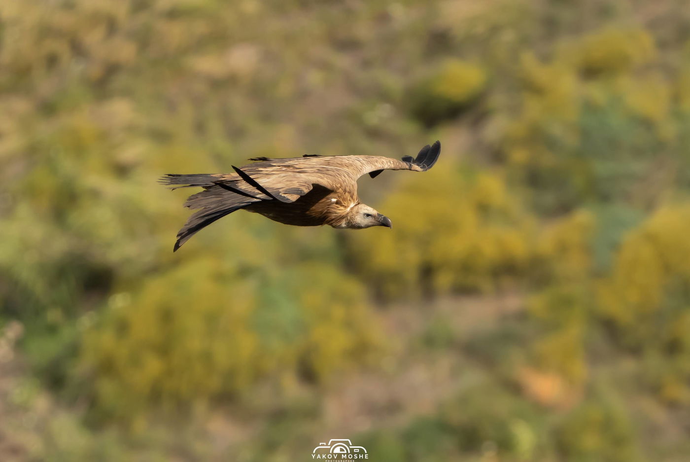 עַל כַּנְפֵי נְשָׁרִים: תיעוד מרהיב של נשרים בצפון הארץ