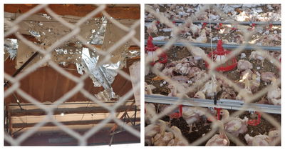 נגרם נזק כבד