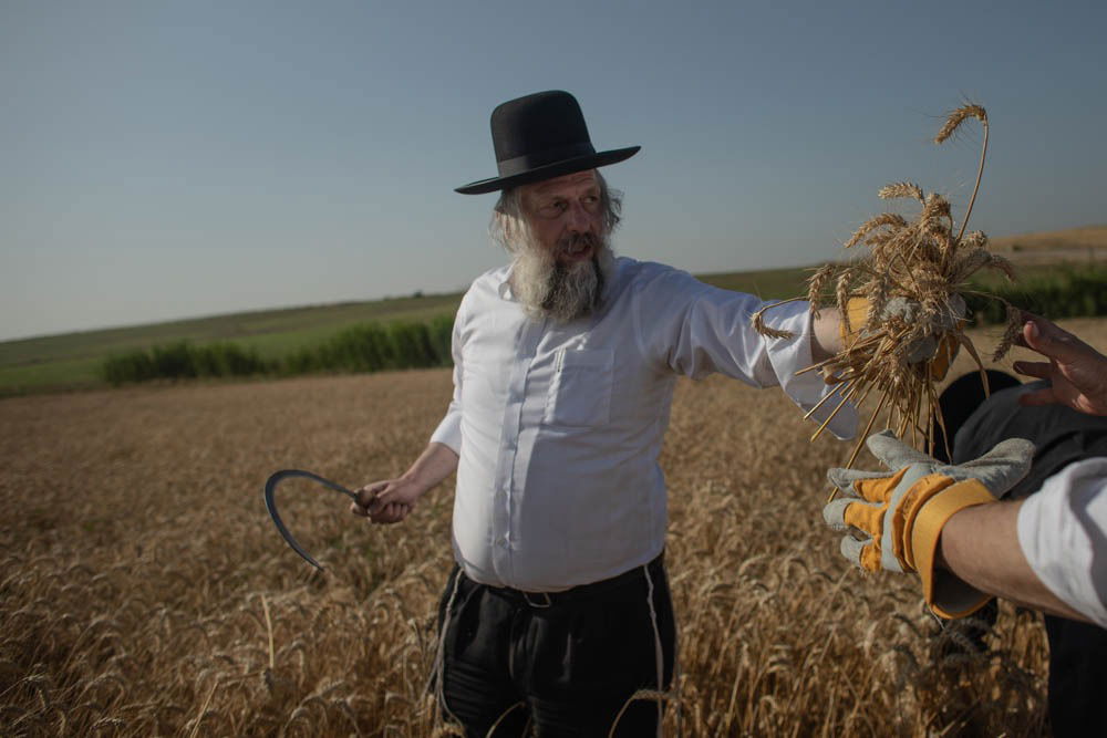 תיעוד מיוחד: האברכים יצאו לקציר חיטים