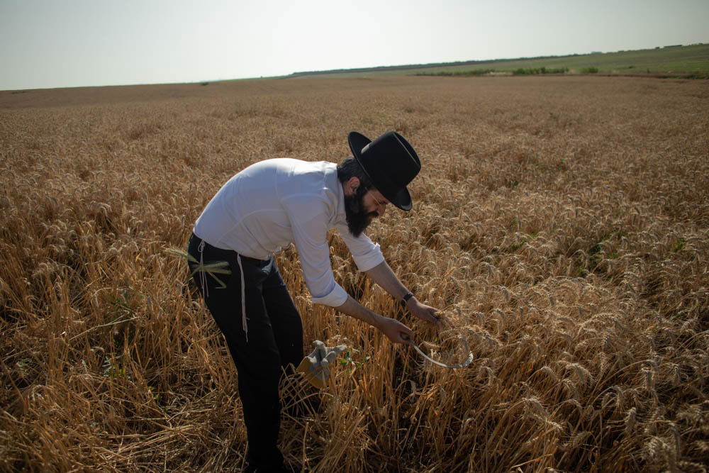 תיעוד מיוחד: האברכים יצאו לקציר חיטים