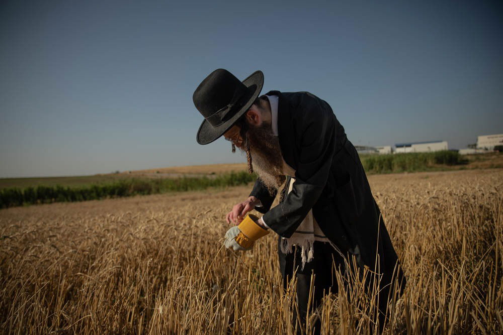 תיעוד מיוחד: האברכים יצאו לקציר חיטים