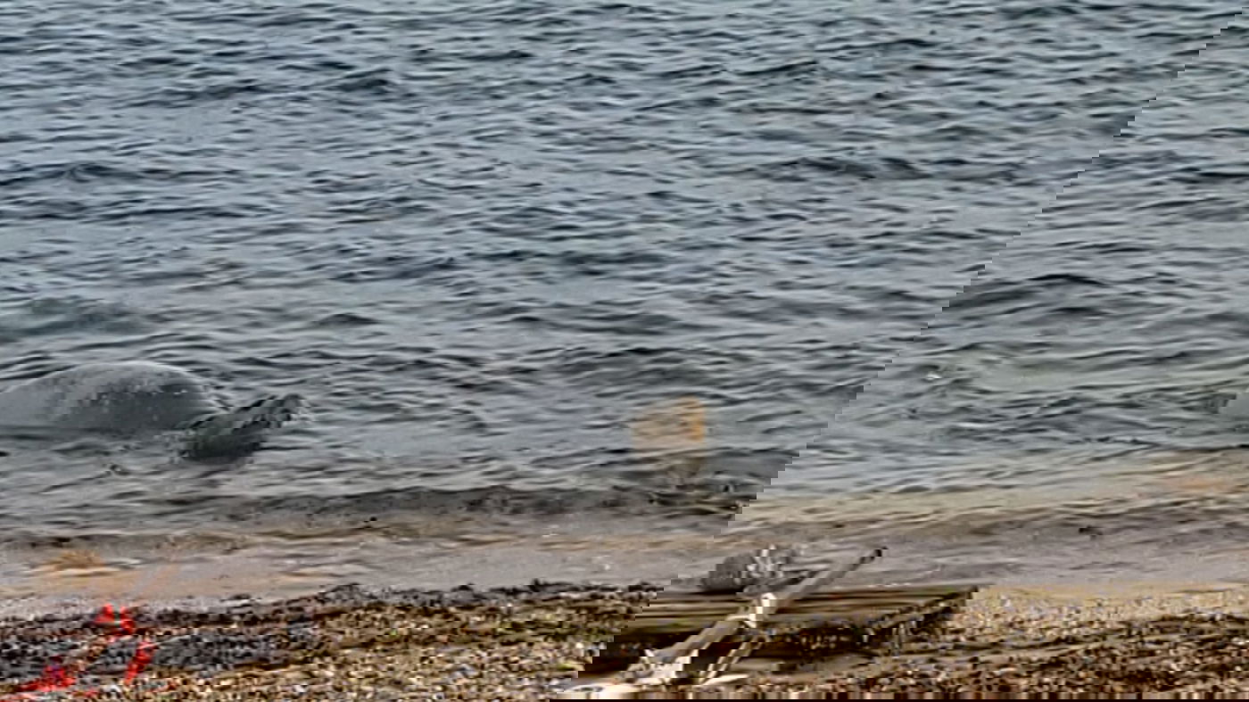 כלבת הים שבה לחופי ישראל; "אל תתקרבו אליה" | תיעוד