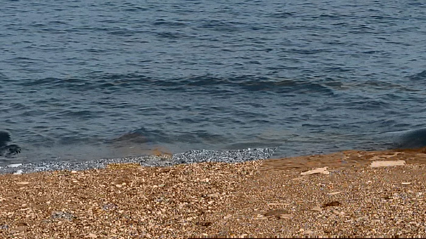 כלבת הים שבה לחופי ישראל; "אל תתקרבו אליה" | תיעוד