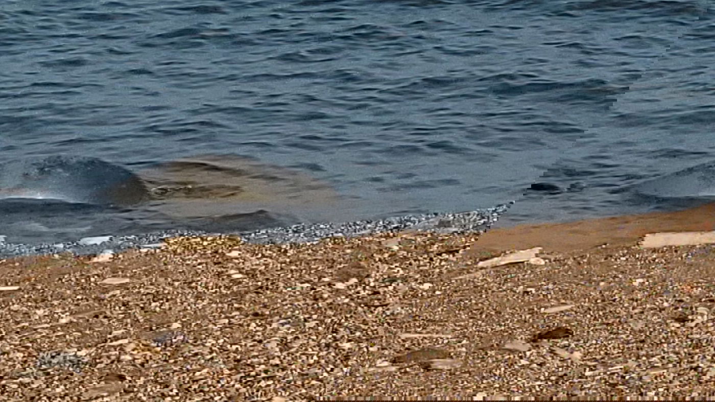 כלבת הים שבה לחופי ישראל; "אל תתקרבו אליה" | תיעוד
