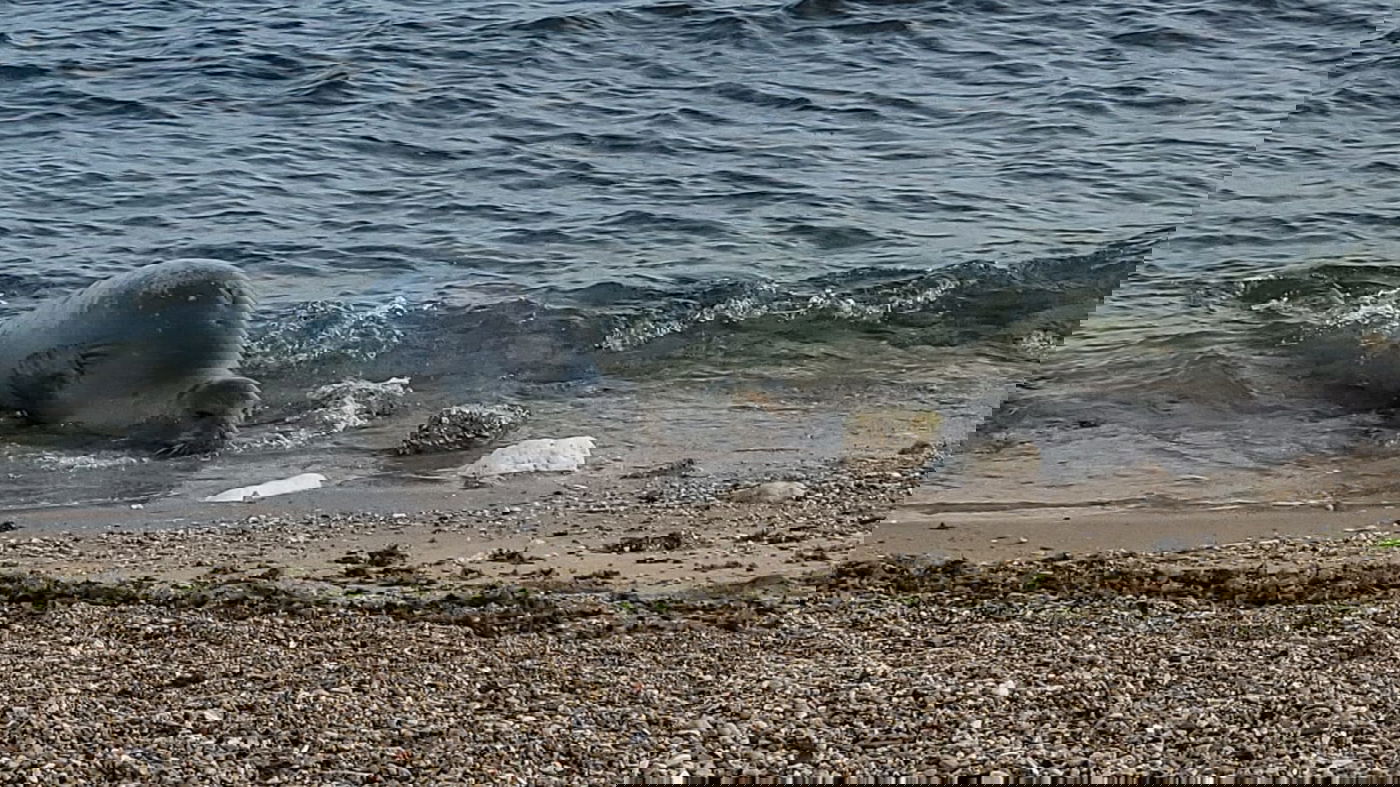כלבת הים שבה לחופי ישראל; "אל תתקרבו אליה" | תיעוד