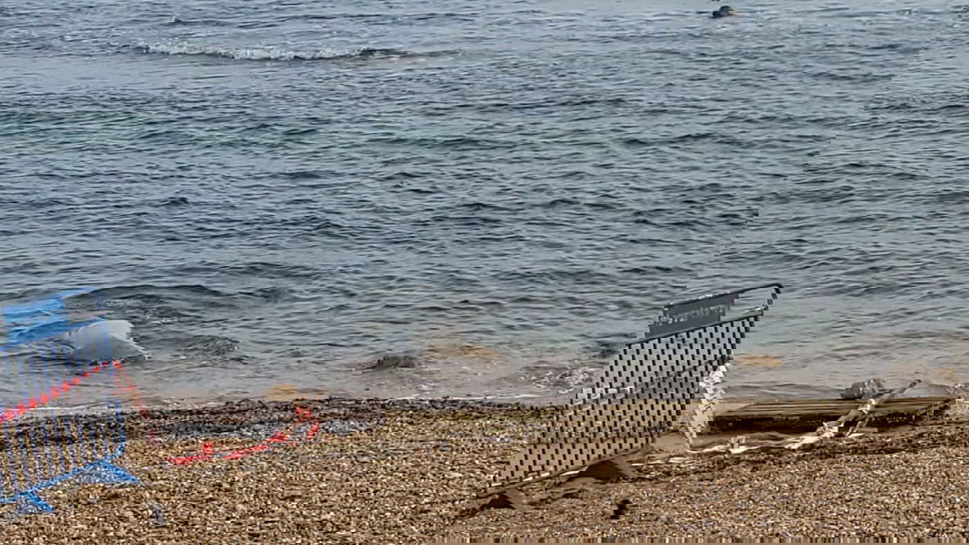 כלבת הים שבה לחופי ישראל; "אל תתקרבו אליה" | תיעוד