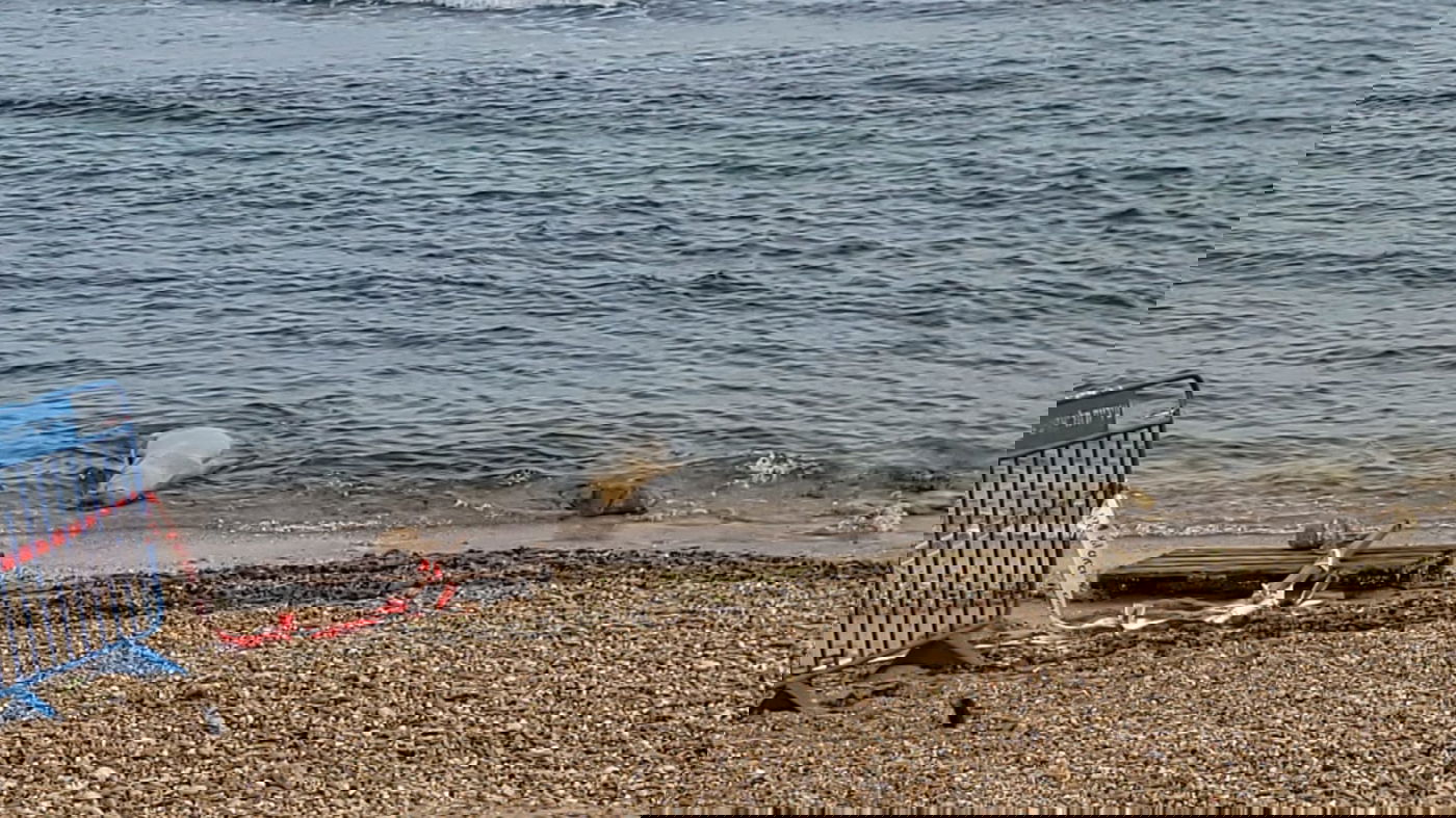 כלבת הים שבה לחופי ישראל; "אל תתקרבו אליה" | תיעוד
