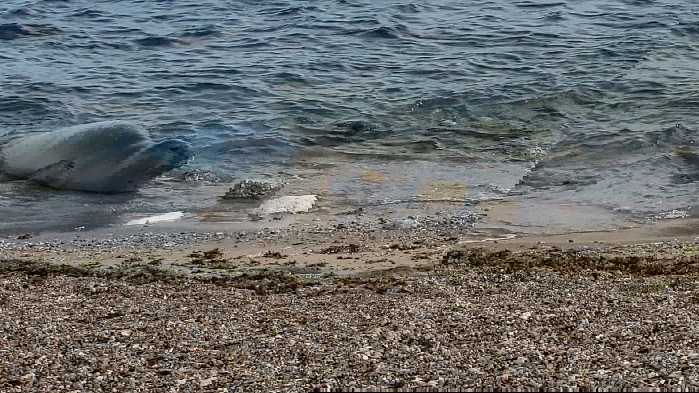 כלבת הים בחוף