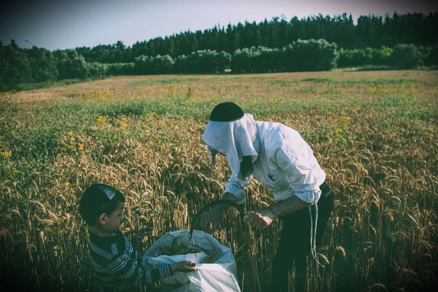 תמונת השבוע: קציר חיטים משפחתי