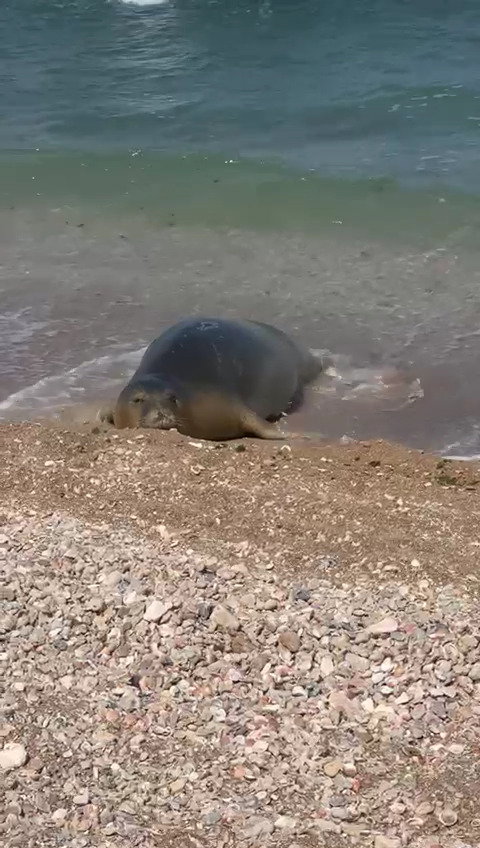 הכלבה הבוקר בתל אביב