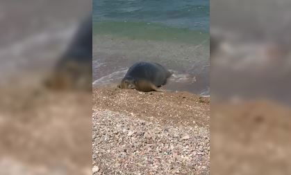 הכלבה הבוקר בתל אביב