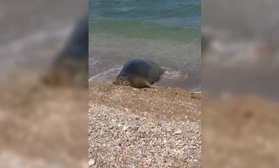 הכלבה הבוקר בתל אביב