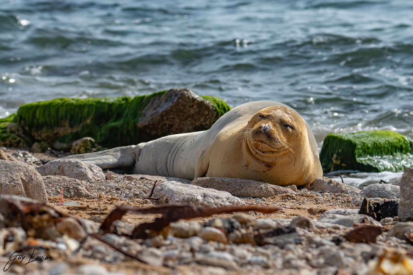 יוליה, בחוף הים