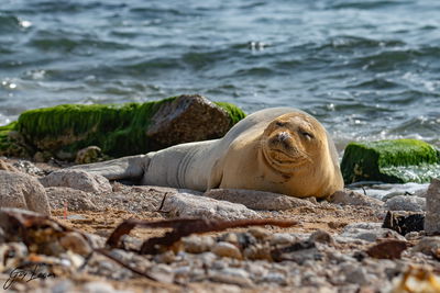יוליה, בחוף הים