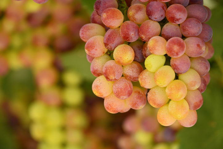 ענבים. אילוסטרציה