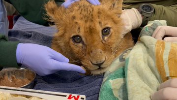 ציון (אבו מאלק לשעבר)