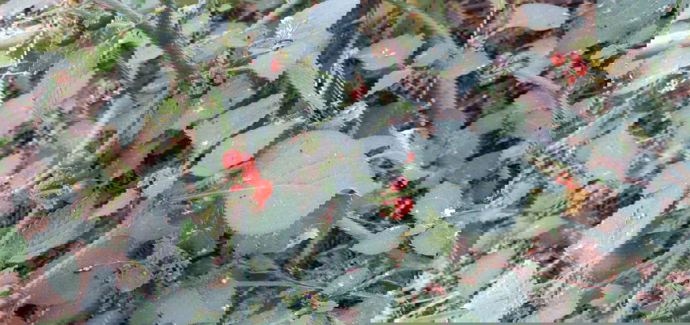 הילד התבלבל עם העגבניות ואכל 20 פירות מורעלים מהגינה