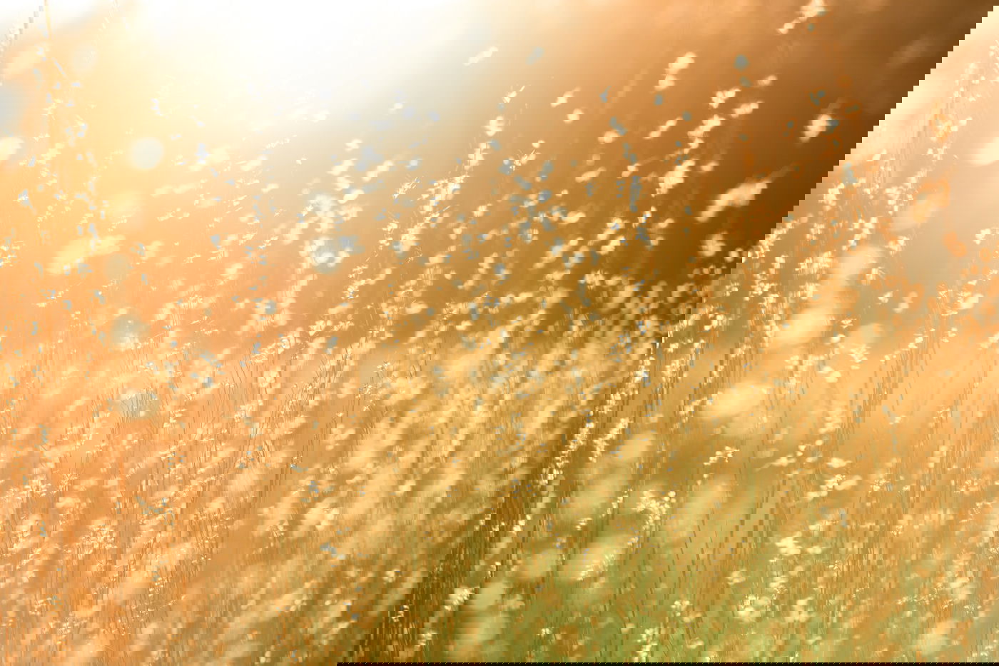 התחזית: עלייה קלה בטמפרטורות - לקראת שרב