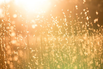 התחזית: עלייה קלה בטמפרטורות - לקראת שרב