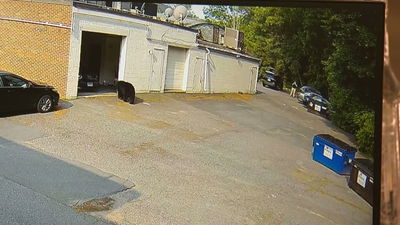  דוב פרץ לקונדיטוריה ואכל 60 עוגות קאפקייקס | צפו