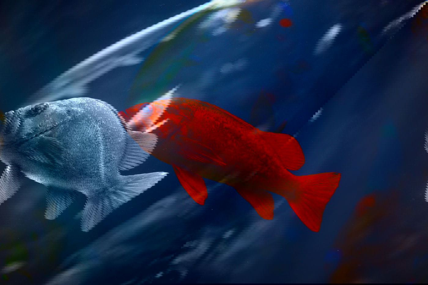 פרשת בהעלותך: האם לכל
דג שיש קשקשת יש גם סנפיר