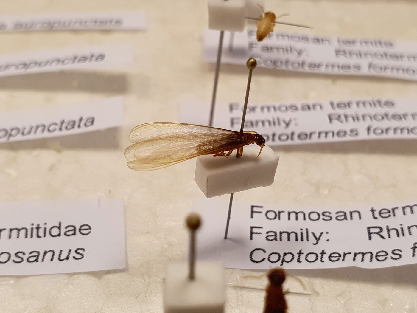 טרמיט פורמוסני