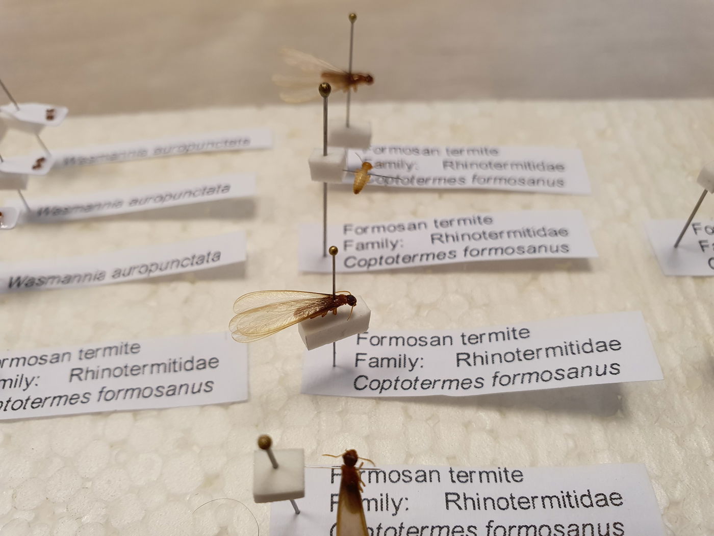 טרמיט פורמוסני