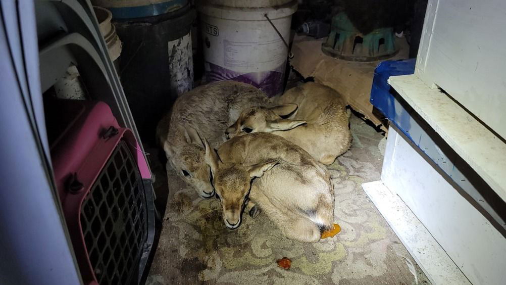 תושב השומרון עסק בציד וסחר לא חוקי, נתפס ונדון למאסר