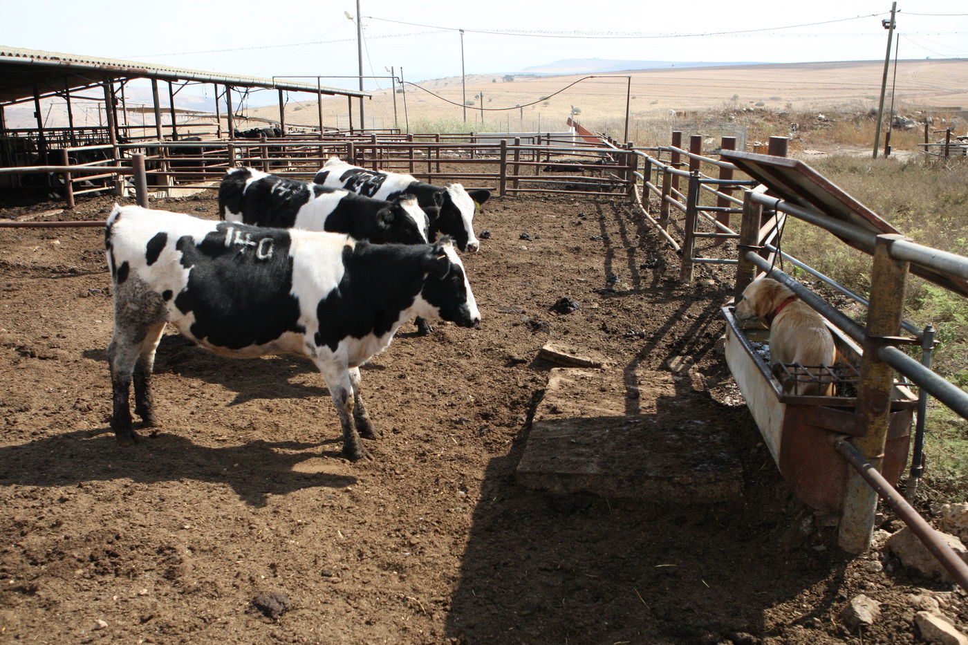 רפת בקר | אילוסטרציה