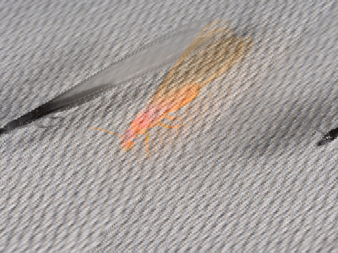 טרמיט פורמוסני