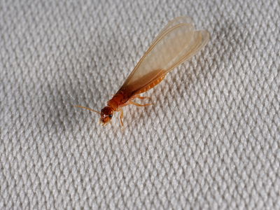 טרמיט פורמוסני