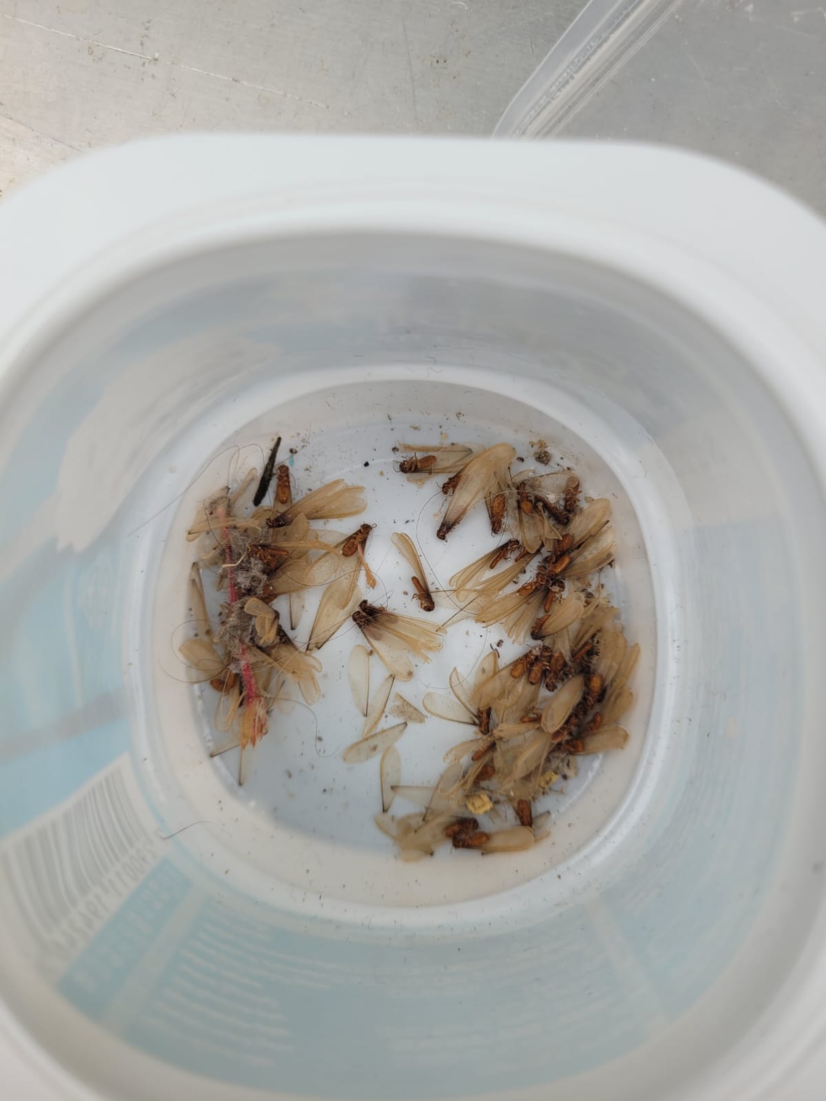 שובו של הטרמיט הפורמוסני: החל מעוף הכלולות בפתח תקווה