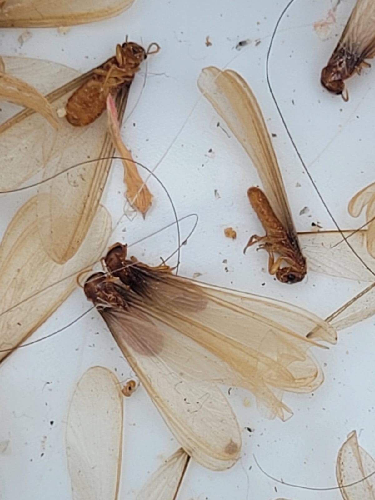 שובו של הטרמיט הפורמוסני: החל מעוף הכלולות בפתח תקווה