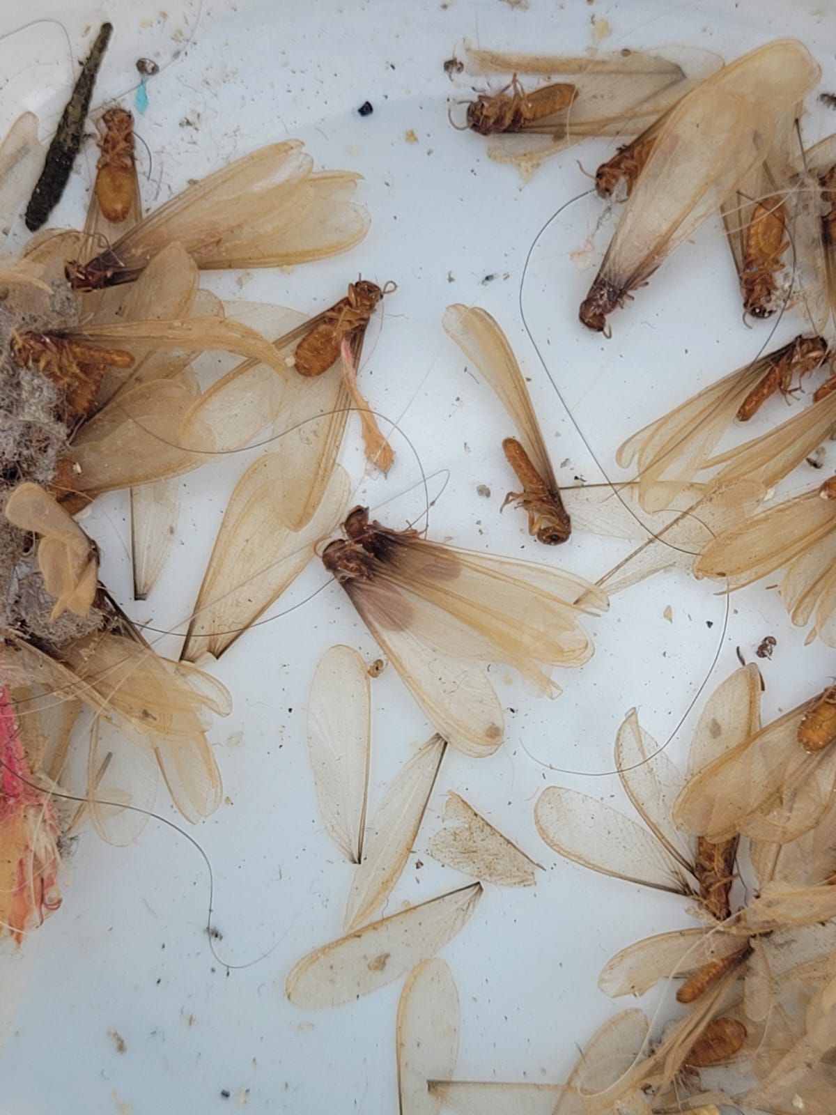 שובו של הטרמיט הפורמוסני: החל מעוף הכלולות בפתח תקווה