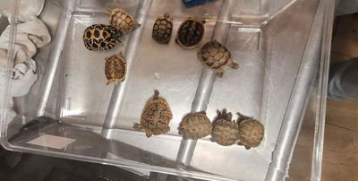 חיות שנתפסו בנתב"ג