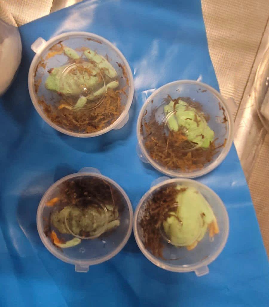 נמנע סיכון להכנסת מחלות למדינה: 21 חיות מוגנות נתפסו בנתב"ג