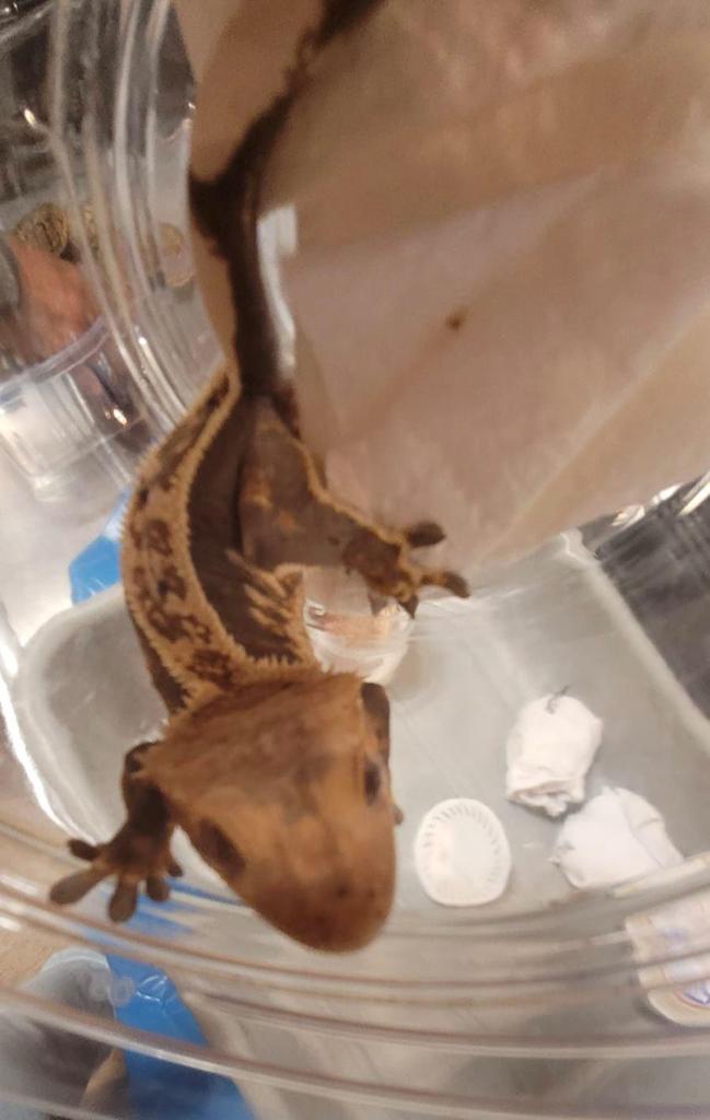 נמנע סיכון להכנסת מחלות למדינה: 21 חיות מוגנות נתפסו בנתב"ג