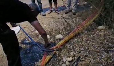 מחלצים את הנחש