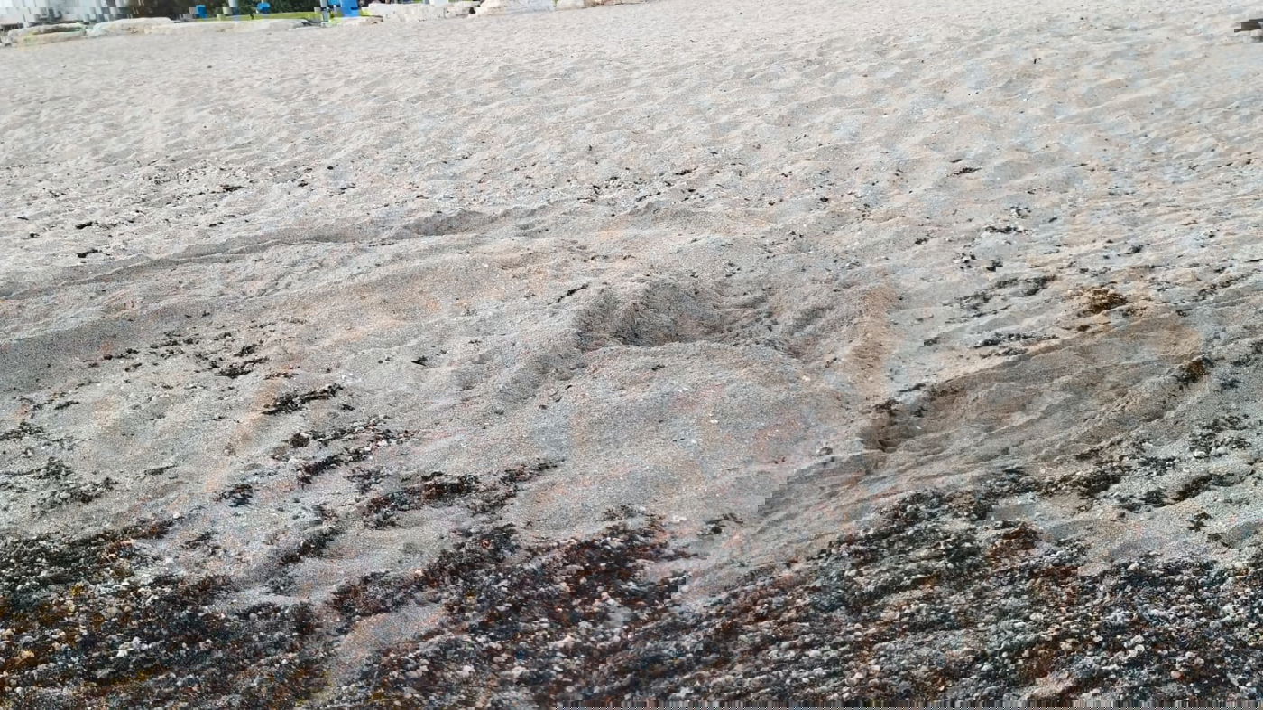 מה שנמצא אתמול על ידי המתנדבים