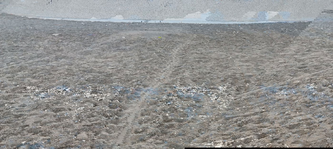 באזור חיפה: מתנדבים מצאו שני קינים של נקבת צב ים חומה