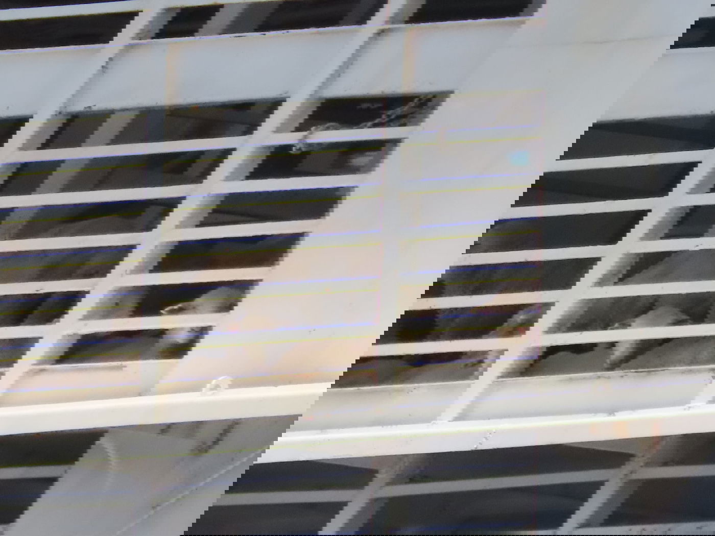 יתקוף אזרחים? כריש טיגרסי תועד סמוך לחוף באילת • צפו