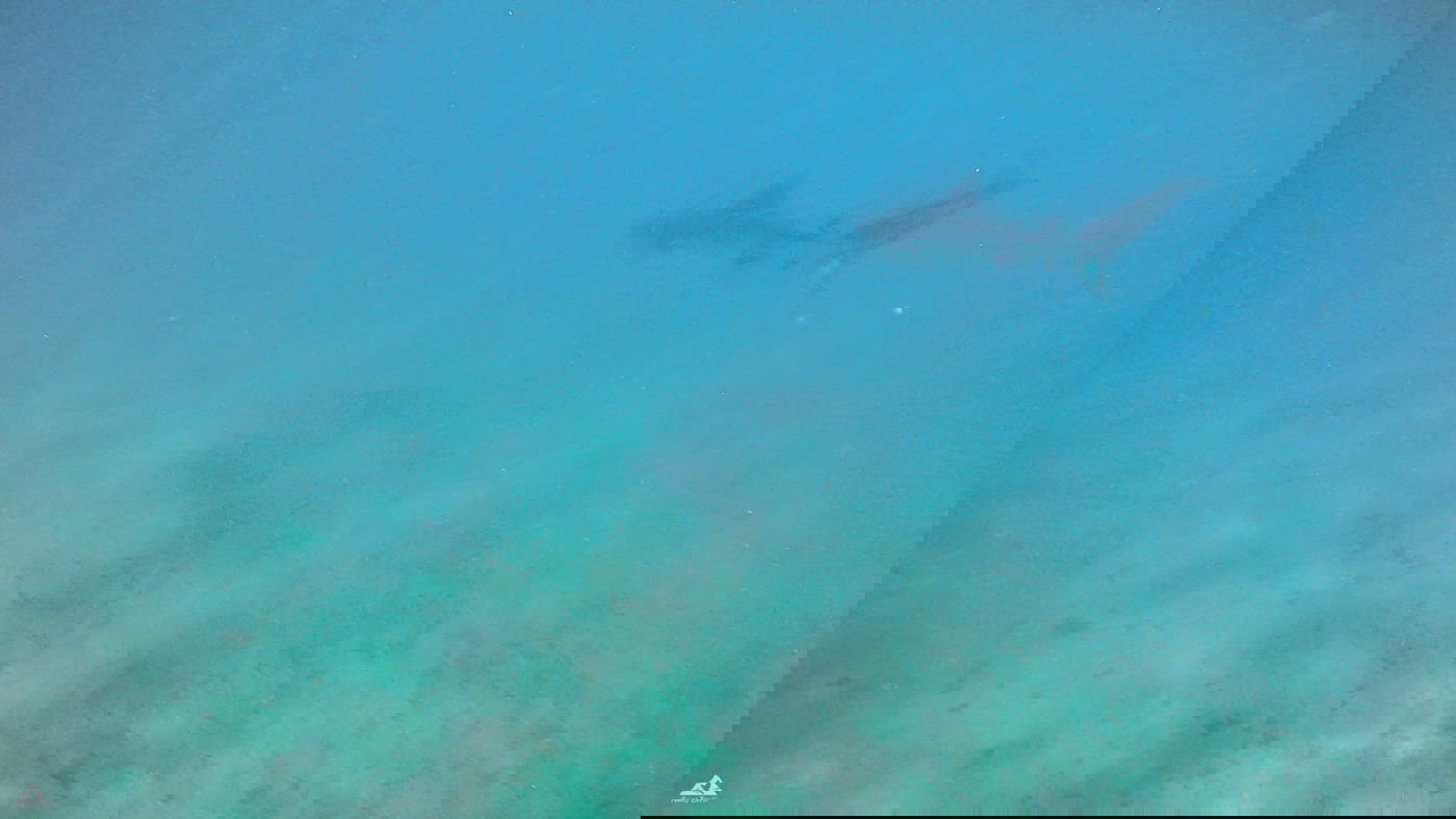 הכריש בחופי אילת