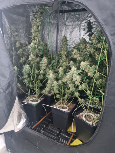 משתלת סמים נמצאה בפשיטה של שוטרים על דירה בבני ברק