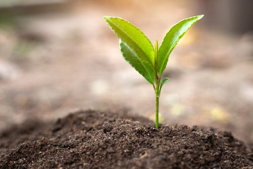 רגיש למגע. שתיל