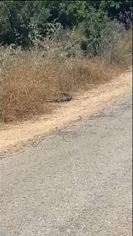 ריקוד הנחשים